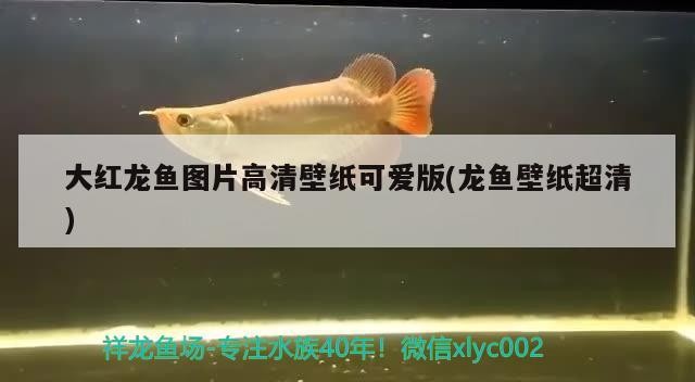 今天虎魚狀態可以？魚今日健康狀況，狀態良好，活力充沛