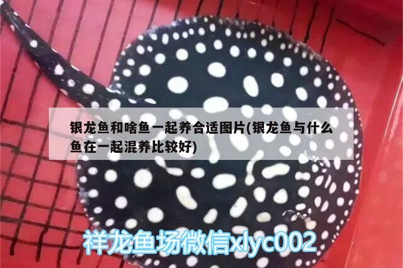 銀龍魚和啥魚一起養(yǎng)合適圖片(銀龍魚與什么魚在一起混養(yǎng)比較好)龍魚與哪些魚類混養(yǎng)適宜？探索適合的混養(yǎng)