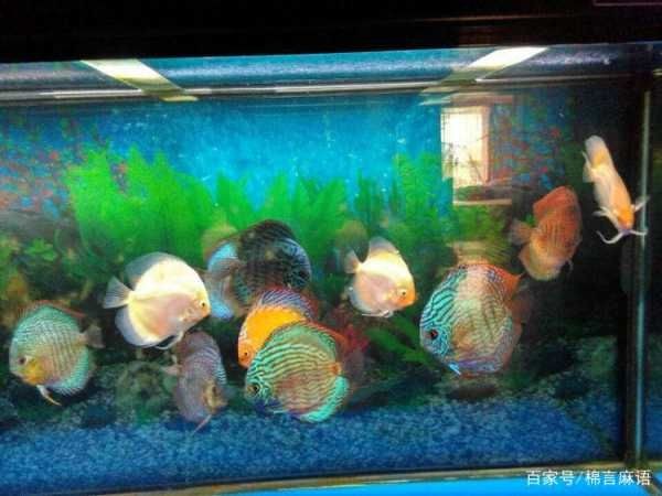 大型魚(yú)缸清洗設(shè)備廠家:專(zhuān)業(yè)的魚(yú)缸清洗服務(wù)公司有哪些,魚(yú)缸清洗服務(wù)公司一覽,大型魚(yú)缸清洗 魚(yú)缸百科 第3張 大型魚(yú)缸清洗設(shè)備廠家:專(zhuān)業(yè)的魚(yú)缸清洗服務(wù)公司有哪些,魚(yú)缸清洗服務(wù)公司一覽,大型魚(yú)缸清洗 大型魚(yú)缸清洗設(shè)備廠家:專(zhuān)業(yè)的魚(yú)缸清洗服務(wù)公司有哪些,魚(yú)缸清洗服務(wù)公司一覽,大型魚(yú)缸清洗 魚(yú)缸百科 第3張