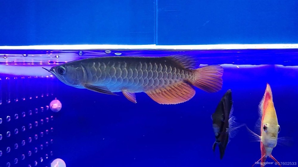 立貼為證不再折騰老老實實做人規(guī)規(guī)矩矩養(yǎng)魚，立下誓言，規(guī)矩養(yǎng)魚，誠實做人——新時代的自律之道