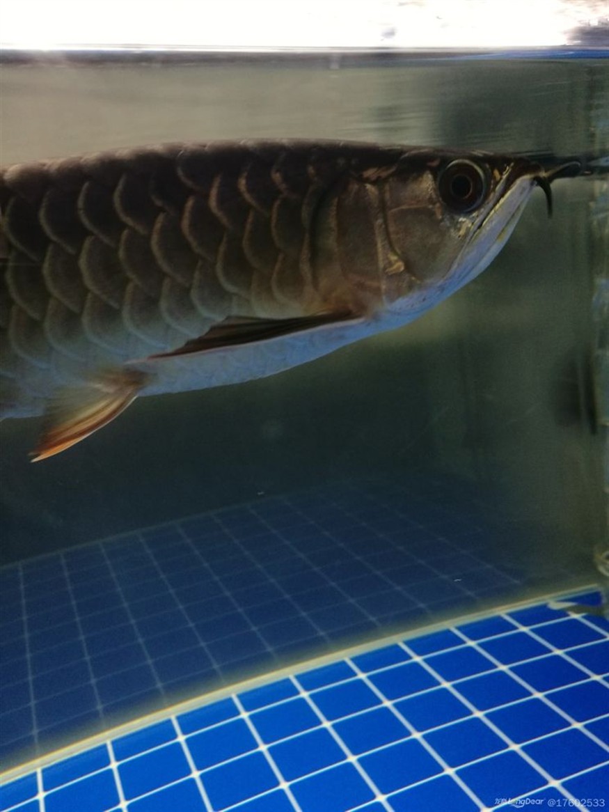 立貼為證不再折騰老老實實做人規(guī)規(guī)矩矩養(yǎng)魚，立下誓言，規(guī)矩養(yǎng)魚，誠實做人——新時代的自律之道