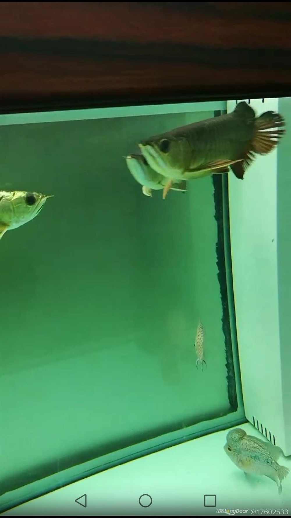 立貼為證不再折騰老老實(shí)實(shí)做人規(guī)規(guī)矩矩養(yǎng)魚(yú),立下誓言,規(guī)矩養(yǎng)魚(yú),誠(chéng)實(shí)做人——新時(shí)代的自律之道 銀龍魚(yú)百科 第5張 立貼為證不再折騰老老實(shí)實(shí)做人規(guī)規(guī)矩矩養(yǎng)魚(yú),立下誓言,規(guī)矩養(yǎng)魚(yú),誠(chéng)實(shí)做人——新時(shí)代的自律之道 立貼為證不再折騰老老實(shí)實(shí)做人規(guī)規(guī)矩矩養(yǎng)魚(yú),立下誓言,規(guī)矩養(yǎng)魚(yú),誠(chéng)實(shí)做人——新時(shí)代的自律之道 銀龍魚(yú)百科 第5張