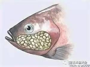 龍魚不吃顆粒糧怎么辦，魚飼養難題，顆粒糧不吸引，如何應對 龍魚不吃顆粒糧怎么辦，魚飼養難題，顆粒糧不吸引，如何應對 龍魚百科 第1張