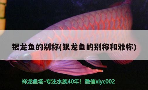 銀龍魚的別稱(銀龍魚的別稱和雅稱)龍魚的別稱與雅稱大全