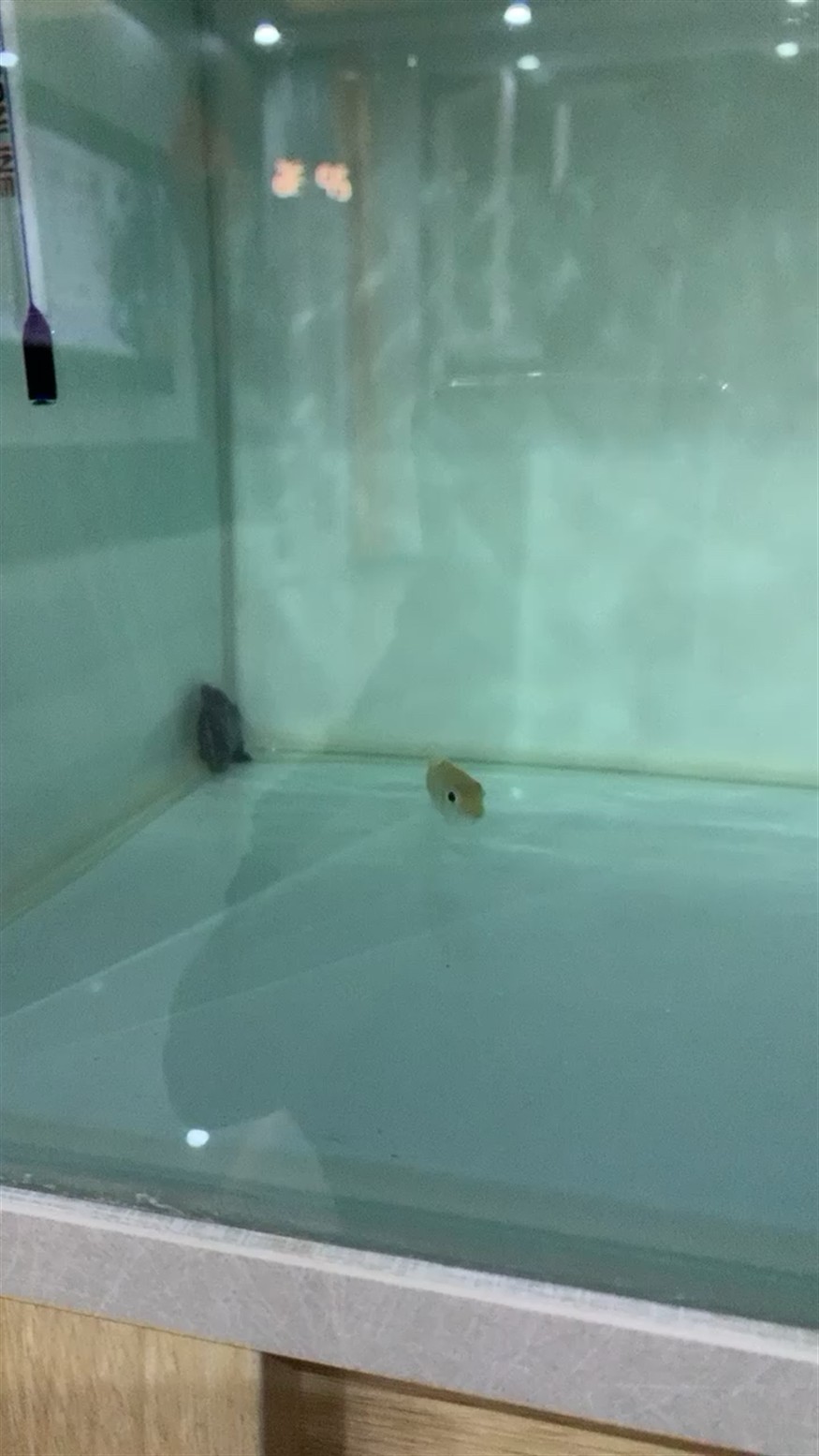 虎魚一直不動(dòng)在角落里，魚在角落靜止不動(dòng)，探索可能的原因