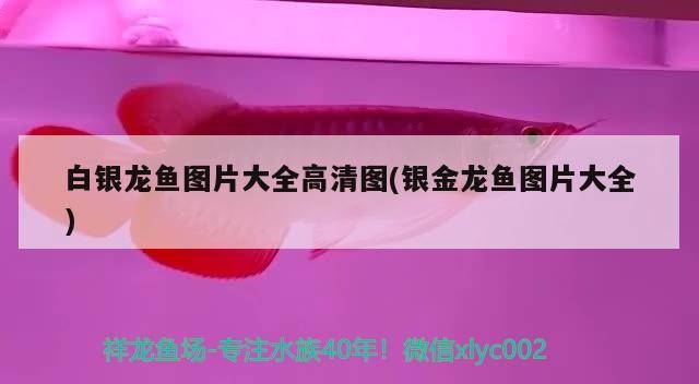 魚缸造景先放沙還是先放水(魚缸造景先鋪沙還是先放石頭) 白銀龍魚圖片大全高清圖(銀金龍魚圖片大全)銀金龍魚圖片大全,探索神秘的 銀龍魚百科 白銀龍魚圖片大全高清圖(銀金龍魚圖片大全)銀金龍魚圖片大全,探索神秘的 白銀龍魚圖片大全高清圖(銀金龍魚圖片大全)銀金龍魚圖片大全,探索神秘的 銀龍魚百科