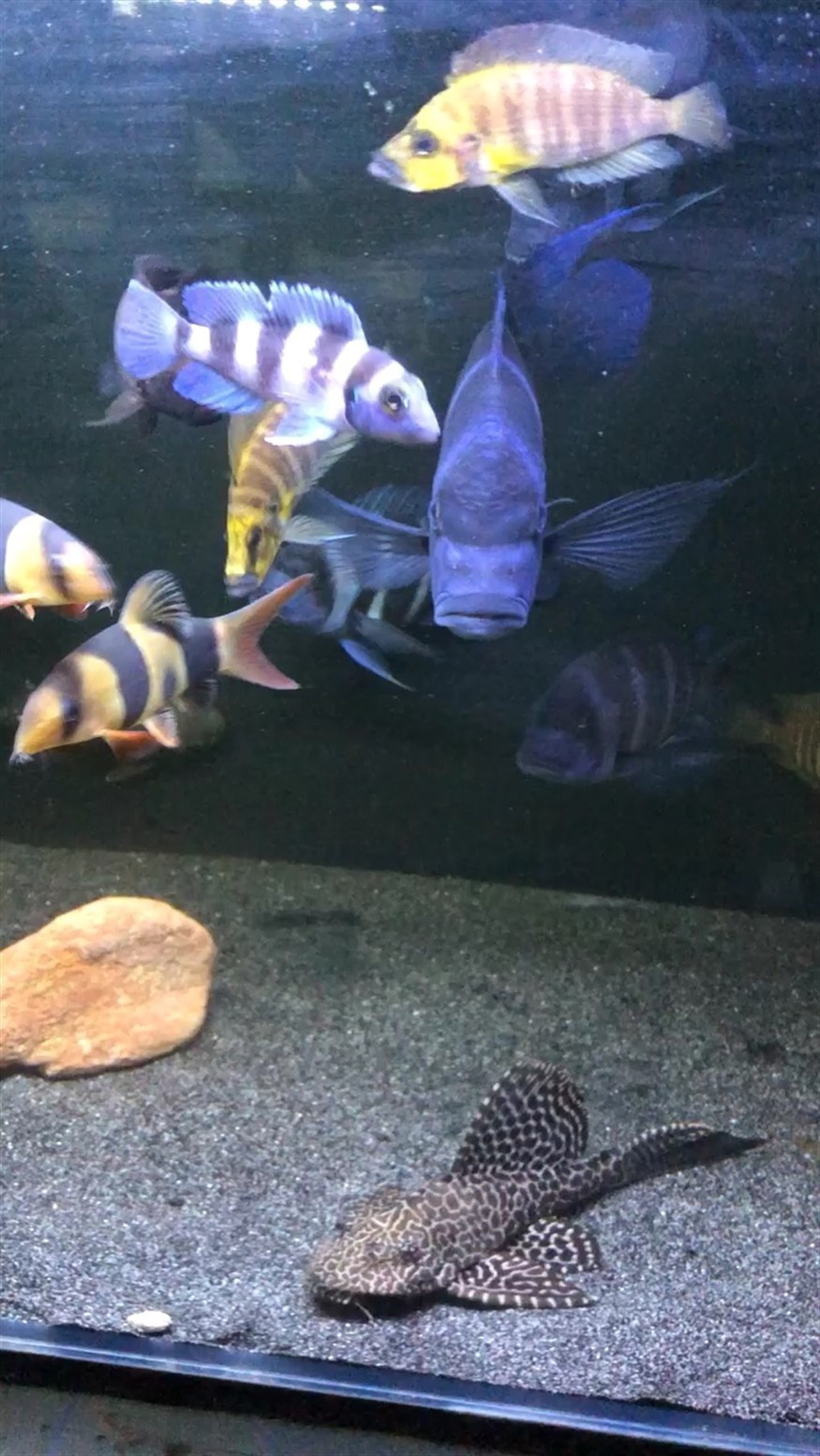 薩伊 六間 虎魚，伊六間虎魚，探索海洋生物
