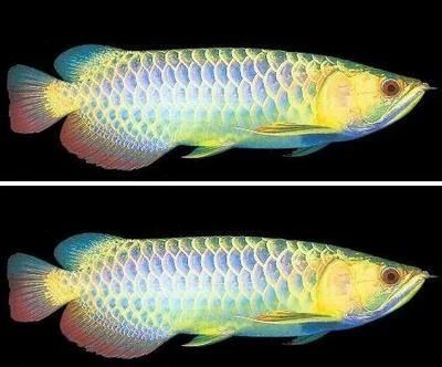龍魚底色怎么看品相好壞，魚底色鑒賞指南，如何判斷其