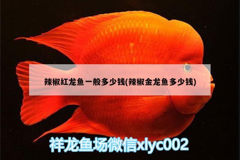 辣椒紅龍魚一般多少錢(辣椒金龍魚多少錢)紅龍魚與辣椒金龍魚價格比較，家庭養殖的