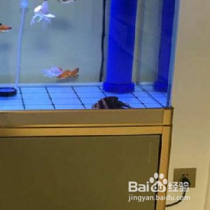 單縣泡泡魚精品水族館（單縣泡泡魚精品水族館電話）縣泡泡魚精品水族館，探索海洋奧秘，體驗水