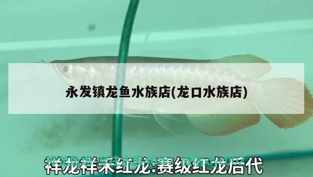 永發(fā)鎮(zhèn)龍魚水族店(龍口水族店)發(fā)鎮(zhèn)龍魚水族店盛大開業(yè)，引領(lǐng)水族潮流