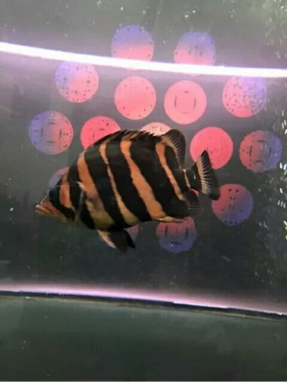 漂亮霸氣的虎魚，魚的華麗風采，展現(xiàn)霸氣與美麗并存的水族奇觀