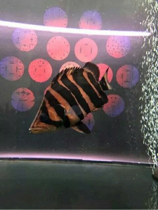漂亮霸氣的虎魚，魚的華麗風采，展現霸氣與美麗并存的水族奇觀