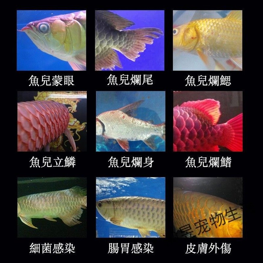 龍魚得了外寄怎么治療，魚外寄病的治療方案及護理指南 龍魚得了外寄怎么治療，魚外寄病的治療方案及護理指南 龍魚百科 第1張