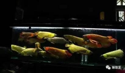 紅龍魚什么顏色的缸好養（紅龍魚什么顏色的缸好養活）龍魚適宜養在哪種顏色的缸中？探索紅龍魚