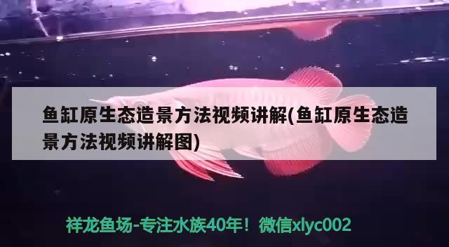 魚(yú)缸原生態(tài)造景方法視頻講解(魚(yú)缸原生態(tài)造景方法視頻講解圖)魚(yú)缸原生態(tài)造景，視頻教程帶你