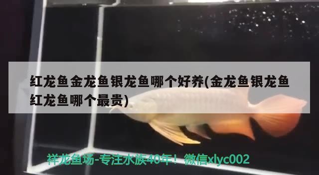 紅龍魚金龍魚銀龍魚哪個好養(金龍魚銀龍魚紅龍魚哪個最貴)龍、金龍與銀龍，哪種龍魚更適合初學者？