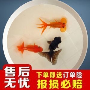 龍魚飼料魚 分開養好嗎怎么養的，魚飼料魚分開養殖的科學方法與