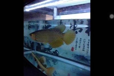 27度養(yǎng)龍魚行不行呀，27度水溫下養(yǎng)龍魚的 27度養(yǎng)龍魚行不行呀，27度水溫下養(yǎng)龍魚的 龍魚百科 第2張