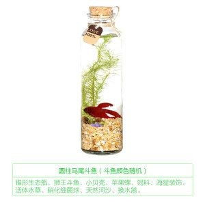 斗魚缸裝飾千萬別放陶飾：關于斗魚缸裝飾的一些建議，斗魚缸裝飾指南，避免使用陶飾，探索適合的裝飾