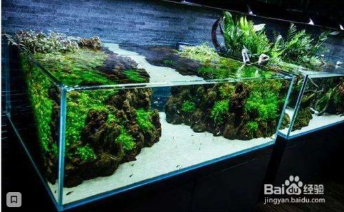 大魚缸底部怎么改色：如何改變大魚缸底部的顏色？魚缸底部顏色改造指南，輕松改變您的