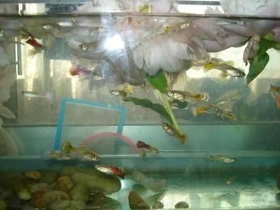 大魚缸用什么水養魚好呢：大魚缸養魚時選擇水質清澈透明、無味、無味的水源，魚缸養魚的理想水質選擇，清澈透明、無味的水源指南