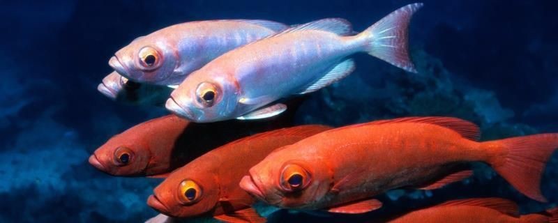 大魚缸換水怎么控制溫度高低：如何控制魚缸水溫？技巧，如何有效控制大魚缸水溫以