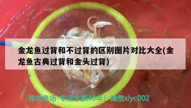 金龍魚過背和不過背的區別圖片對比大全(金龍魚古典過背和金頭過背)龍魚古典過背與金頭過背，圖片對比詳解