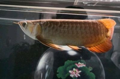 龍魚腸炎慶大霉素用法，魚腸炎治療，慶大霉素的正確用法