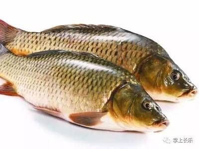 鯽魚可以和龍魚一起養嗎，鯽魚與龍魚的共養可能性，生態兼容性及養殖管理