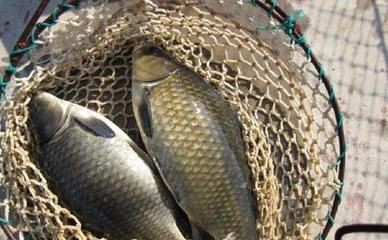 鯽魚可以和龍魚一起養嗎，鯽魚與龍魚的共養可能性，生態兼容性及養殖管理
