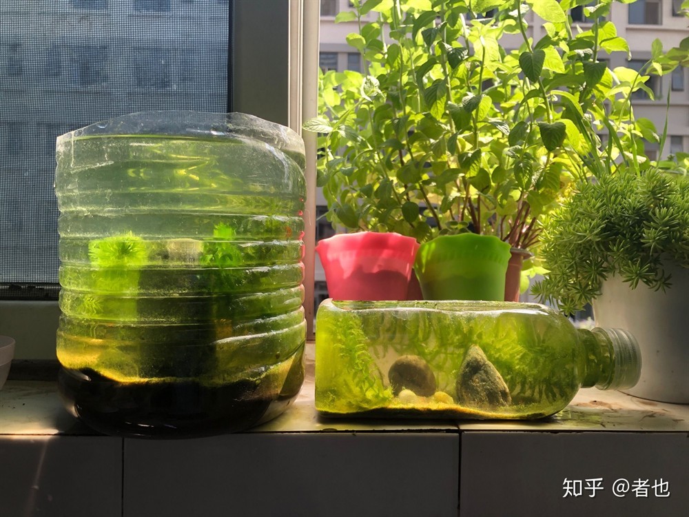茶葉可以放魚缸里嗎為什么：茶葉不適合放入魚缸嗎？與魚缸，探究是否適宜將茶葉放入