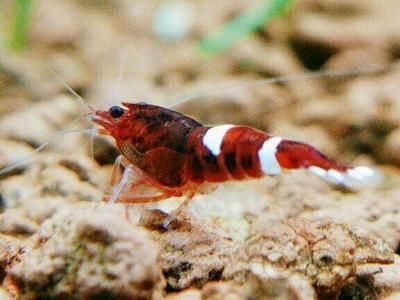茶葉可以放魚缸里嗎為什么：茶葉不適合放入魚缸嗎？與魚缸，探究是否適宜將茶葉放入
