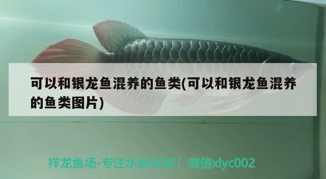 魟魚 可以和銀龍魚混養的魚類(可以和銀龍魚混養的魚類圖片)龍魚混養指南,探索適合與銀龍魚共游 銀龍魚百科 可以和銀龍魚混養的魚類(可以和銀龍魚混養的魚類圖片)龍魚混養指南,探索適合與銀龍魚共游 可以和銀龍魚混養的魚類(可以和銀龍魚混養的魚類圖片)龍魚混養指南,探索適合與銀龍魚共游 銀龍魚百科