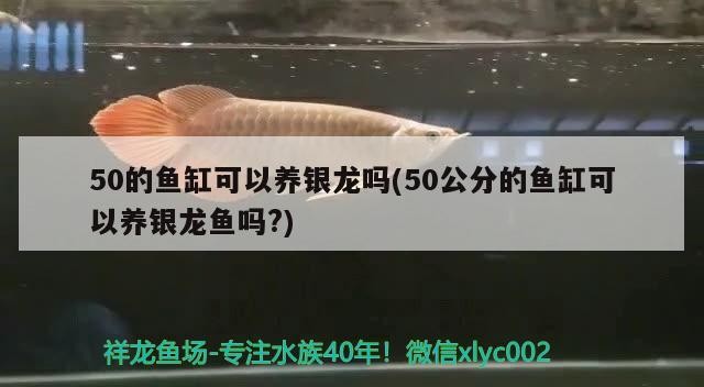50的魚缸可以養銀龍嗎(50公分的魚缸可以養銀龍魚嗎?)0公分魚缸養銀龍魚，挑戰與機遇并存的養殖