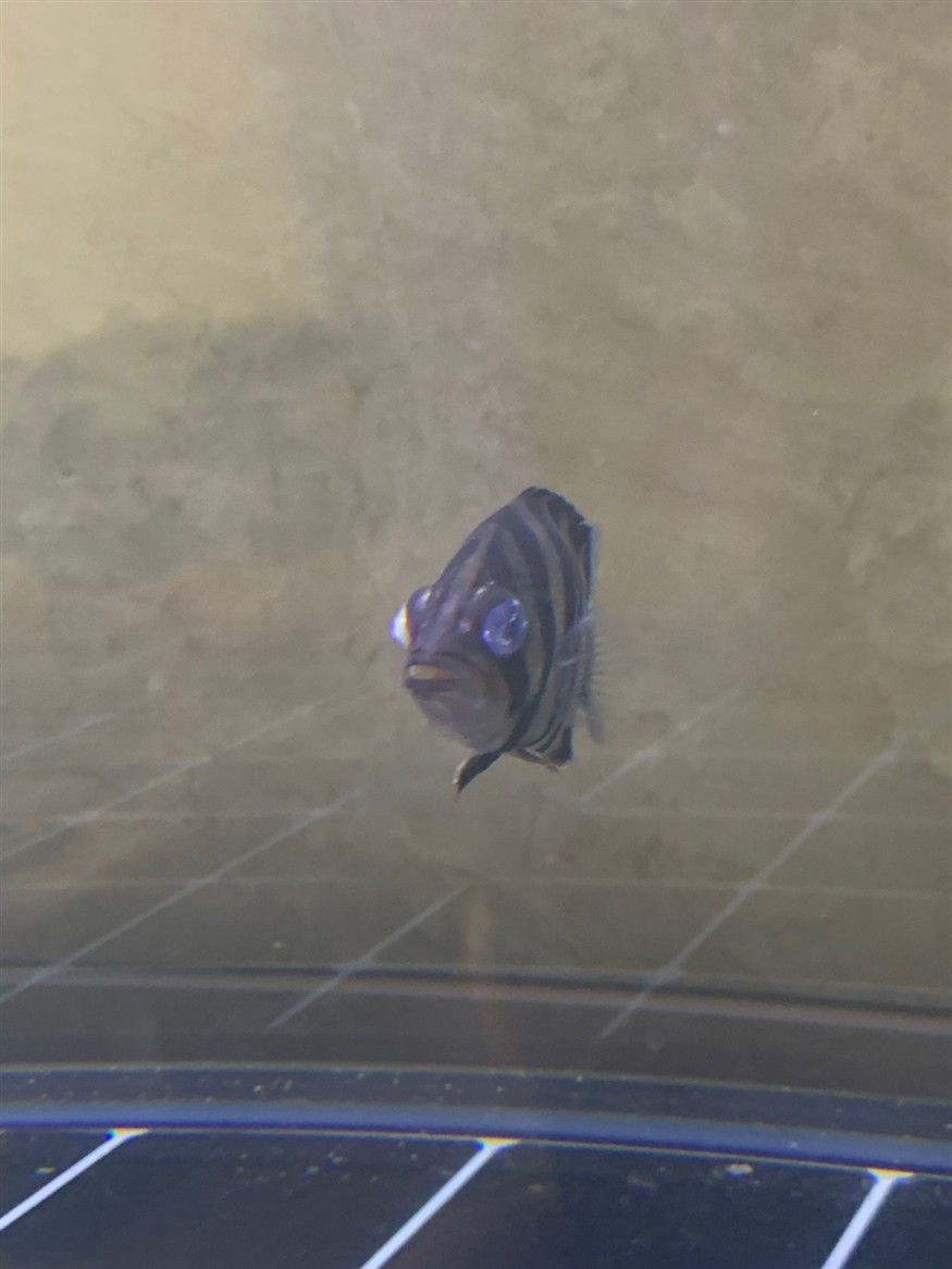 求助 虎魚蒙眼，魚蒙眼，求助指南與護理建議