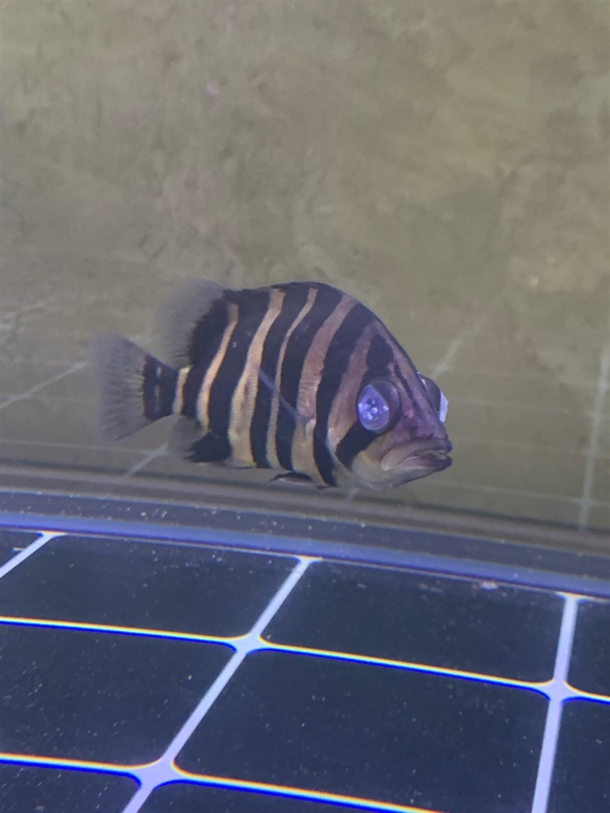 求助 虎魚蒙眼，魚蒙眼，求助指南與護理建議