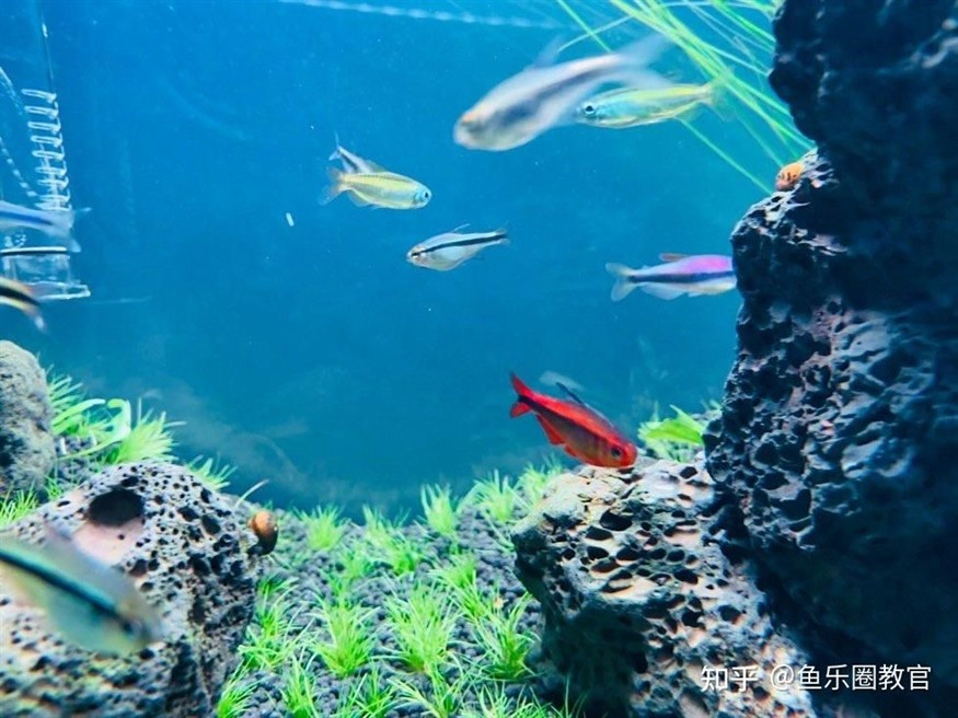 大型魚缸氧氣怎樣安裝好，如何高效安裝大型魚缸氧氣系統，詳細 大型魚缸氧氣怎樣安裝好，如何高效安裝大型魚缸氧氣系統，詳細 魚缸百科 第4張