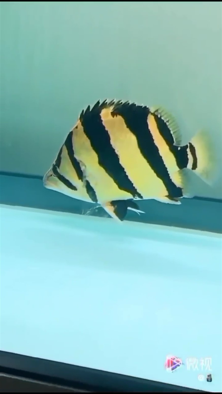 高身泰國虎魚 三紋虎 黃皮泰虎，虎魚新品種，高身、三紋與黃皮泰