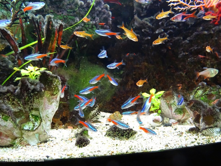 青州市劉士銘水族館（青州市劉士銘水族館地址）州市劉士銘水族館，探索海洋生物的奇妙世界