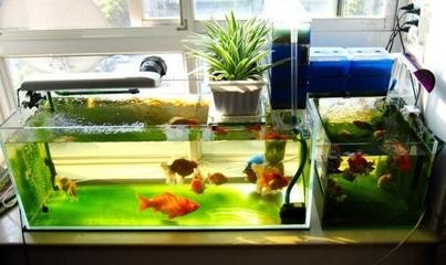 紅龍魚圖片大全高清圖（紅龍魚圖片大全高清圖解）龍魚高清圖片集錦，探索神秘
