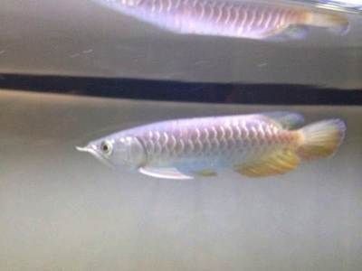 20公分金龍魚(yú)配魚(yú)什么最佳，0公分金龍魚(yú)最佳配魚(yú)選擇