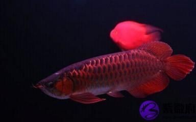 赤血紅龍魚圖片（赤血紅龍魚圖片大全）血紅龍魚，珍稀色彩的海洋 赤血紅龍魚圖片（赤血紅龍魚圖片大全）血紅龍魚，珍稀色彩的海洋 紅龍魚百科