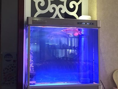 大魚缸怎么加熱，魚缸加熱技巧，安全高效地為大型水族箱提供恒溫