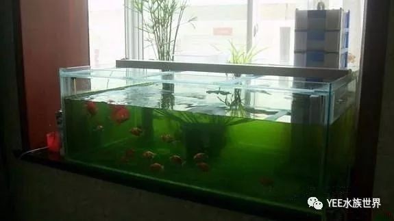 紅龍魚長(zhǎng)多大開始發(fā)色了（紅龍魚長(zhǎng)多大開始發(fā)色了呢）龍魚的變色奧秘，揭秘它們何時(shí)
