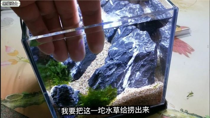 大魚缸造景怎么放進去啊視頻：大魚缸造景植物種類介紹魚缸造景植物種類介紹，魚缸造景植物種類介紹，打造自然