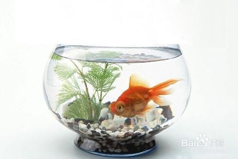 大魚缸造景怎么放進去啊視頻：大魚缸造景植物種類介紹魚缸造景植物種類介紹，魚缸造景植物種類介紹，打造自然