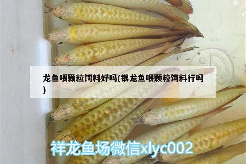 龍魚喂顆粒飼料好嗎(銀龍魚喂顆粒飼料行嗎)魚喂食顆粒飼料的 龍魚喂顆粒飼料好嗎(銀龍魚喂顆粒飼料行嗎)魚喂食顆粒飼料的 銀龍魚百科