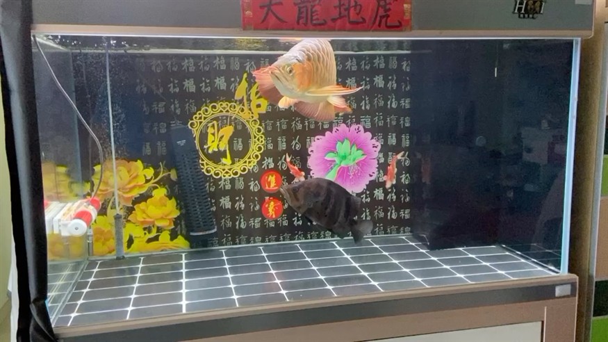 龍哥今天搶吃速度、敏感度不及虎魚，哥挑戰虎魚，速度與敏感度 龍哥今天搶吃速度、敏感度不及虎魚，哥挑戰虎魚，速度與敏感度 虎魚百科 第1張