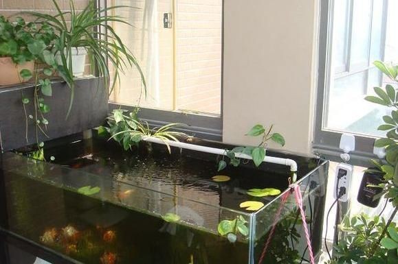 北陽臺放魚缸有什么講究：陽臺養魚的風水注意事項，北陽臺養魚風水講究，揭秘陽臺養魚的禁忌與